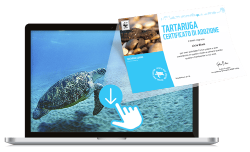 Welcome Kit Digitale