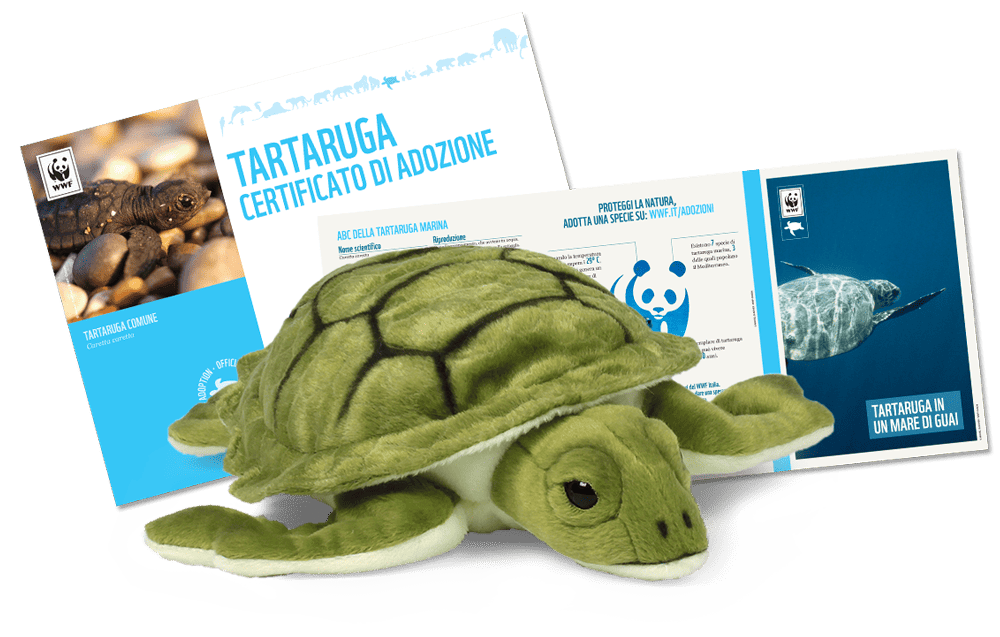 Welcome Kit con Peluche