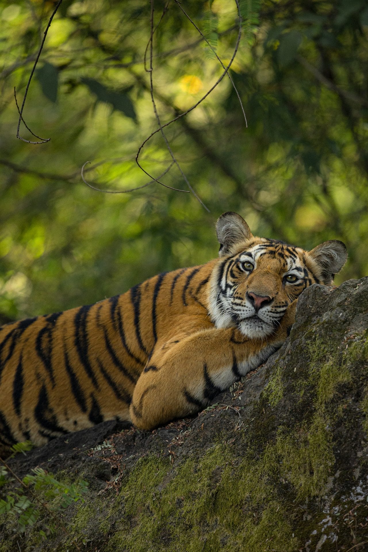 Salvaguardia delle specie a rischio estinzione