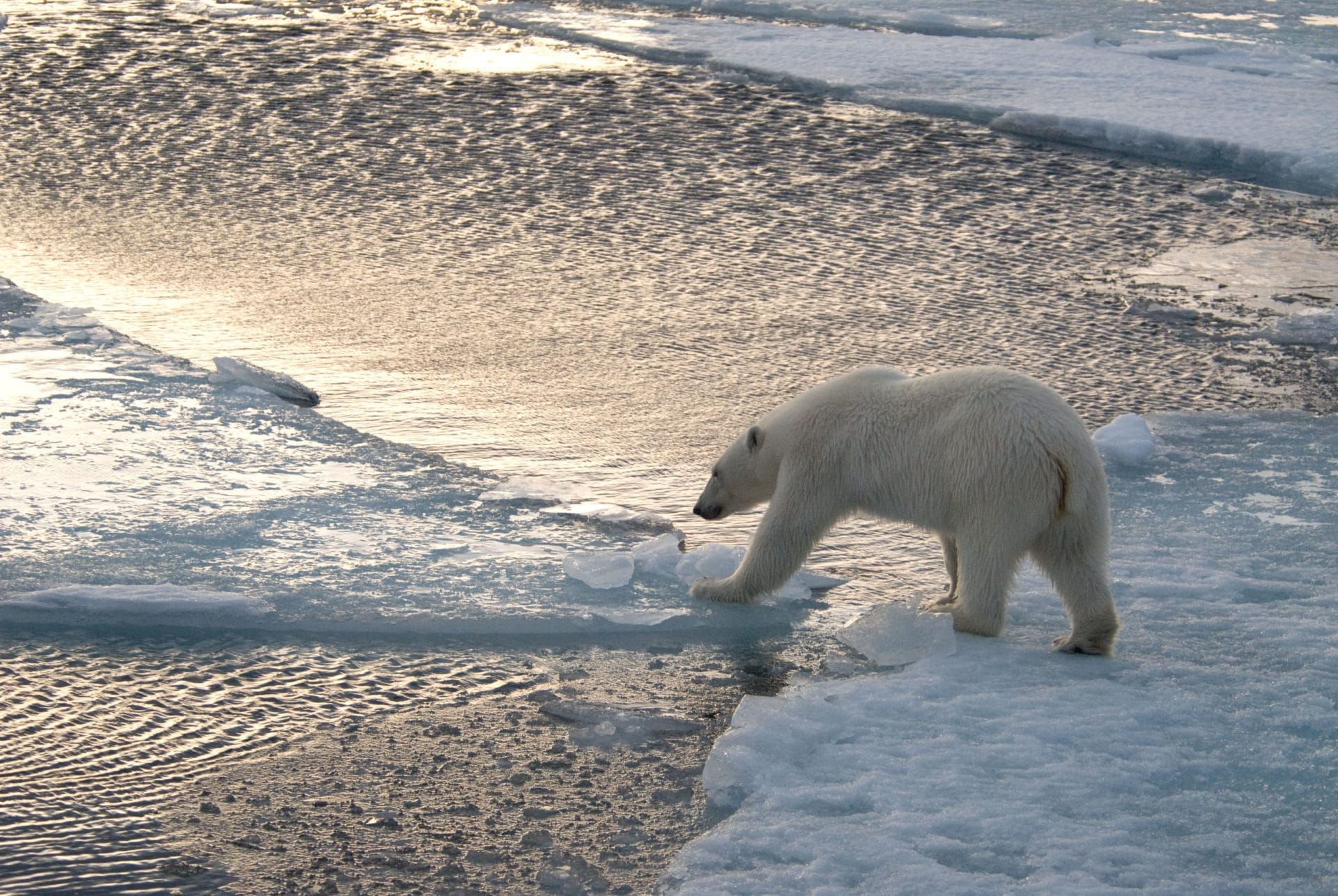 Conservazione degli ecosistemi artici