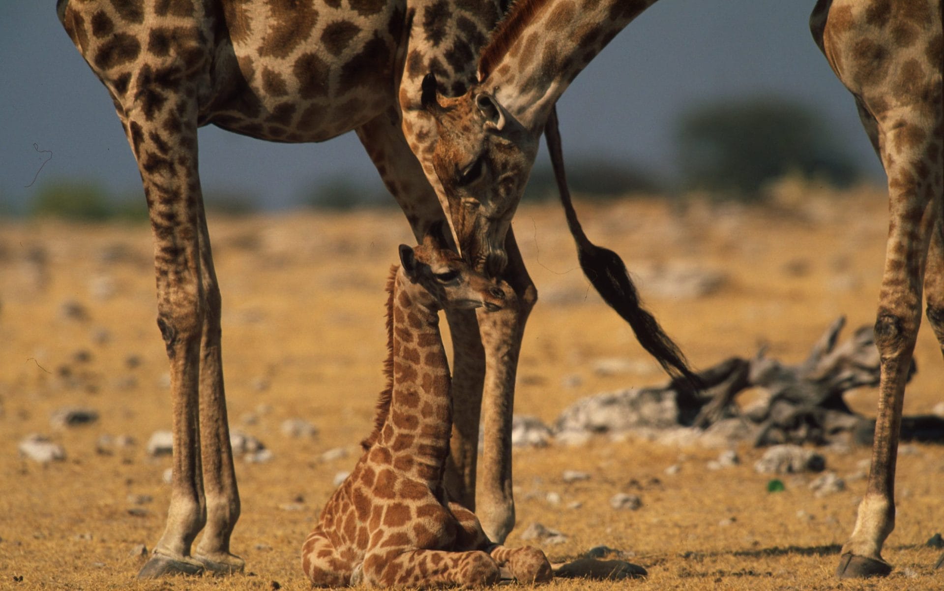 Diventa Socio Famiglia WWF. Insieme per la Natura