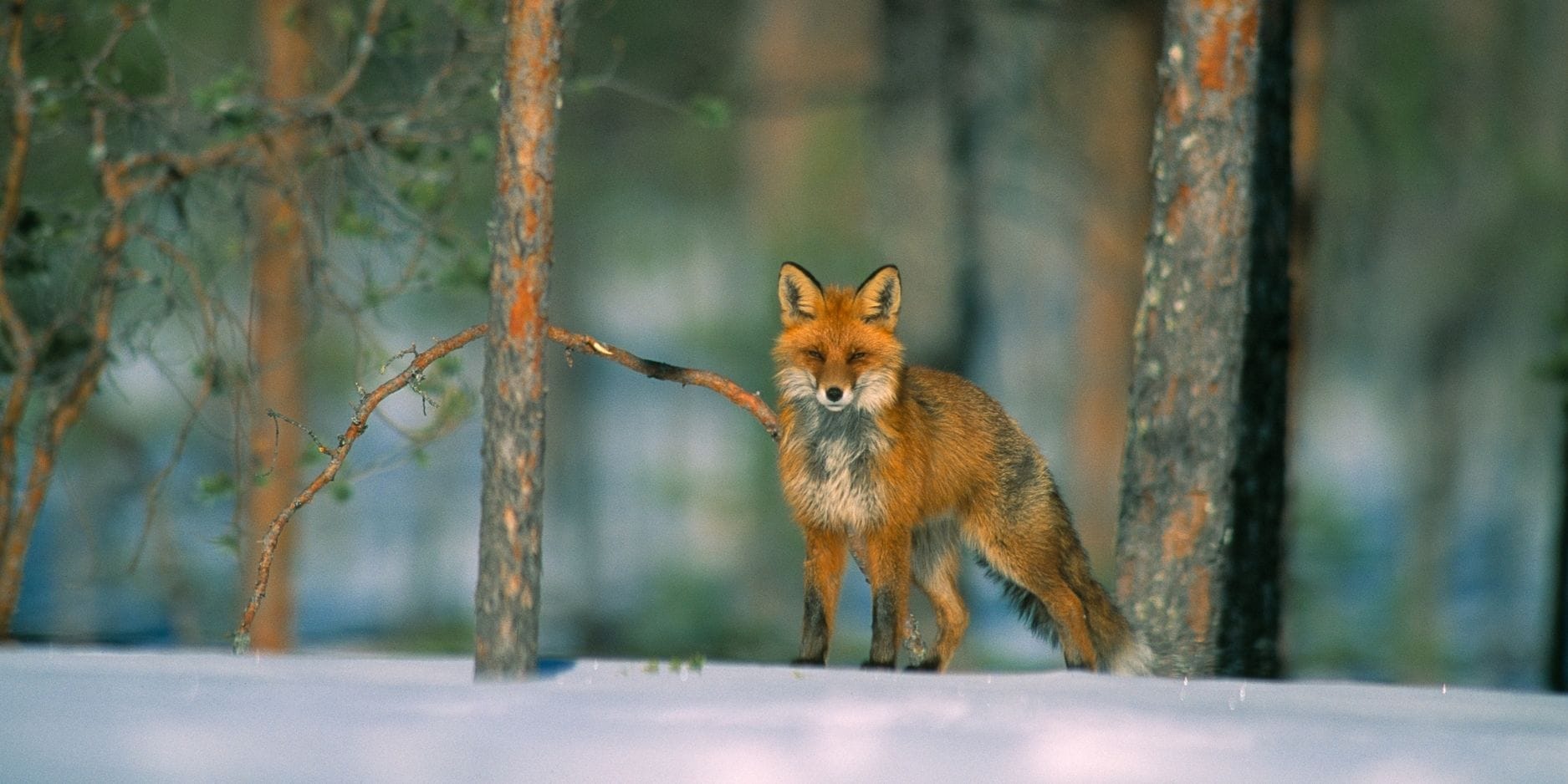 Non è solo una donazione. <br/>È un gesto d’amore per la Natura