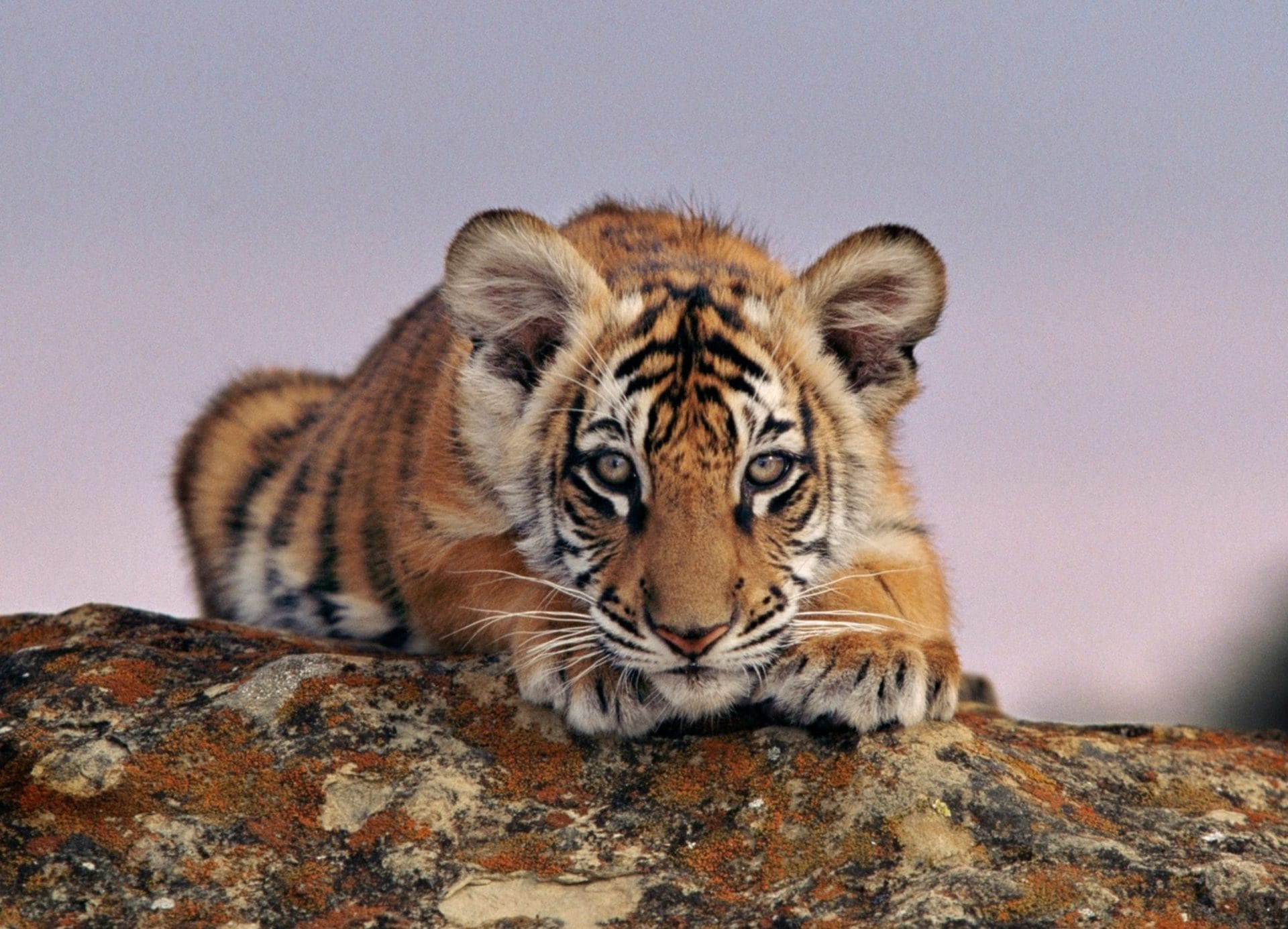 Adozioni, iscrizioni e regali per i più piccoli