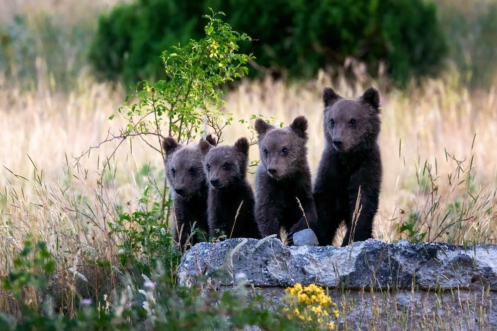 Sostenere il progetto Orso 2x50