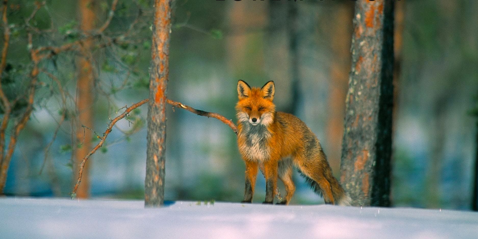 Non è solo una donazione. <br/>È un gesto d’amore per la Natura