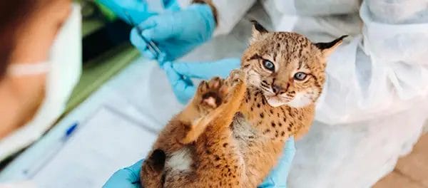 Acquistiamo kit pronto soccorso