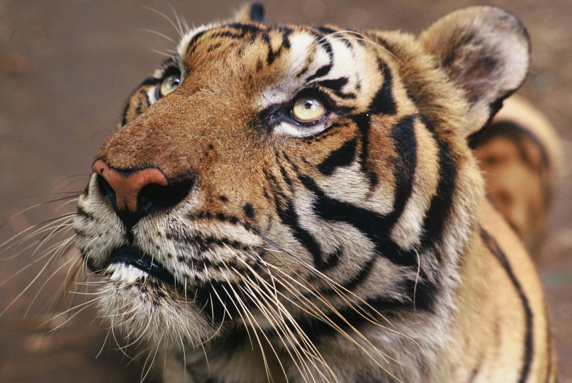 Proteggerle fuori dalle aree protette