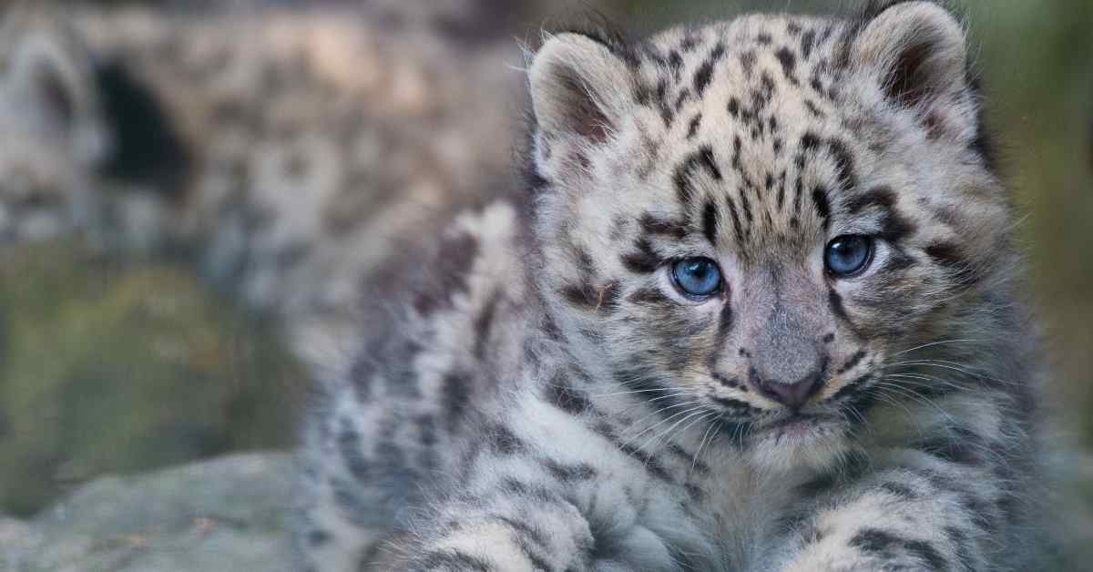 Il Leopardo delle Nevi: un felino da proteggere