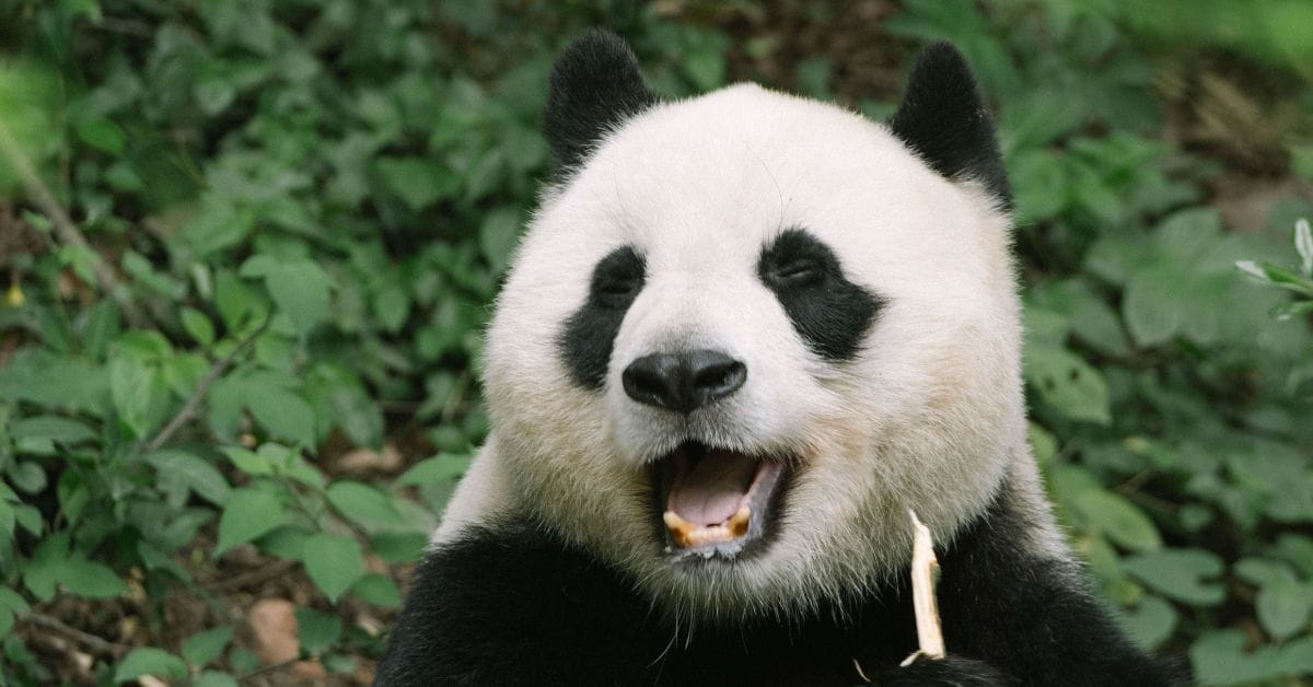 Il Panda: simbolo di speranza