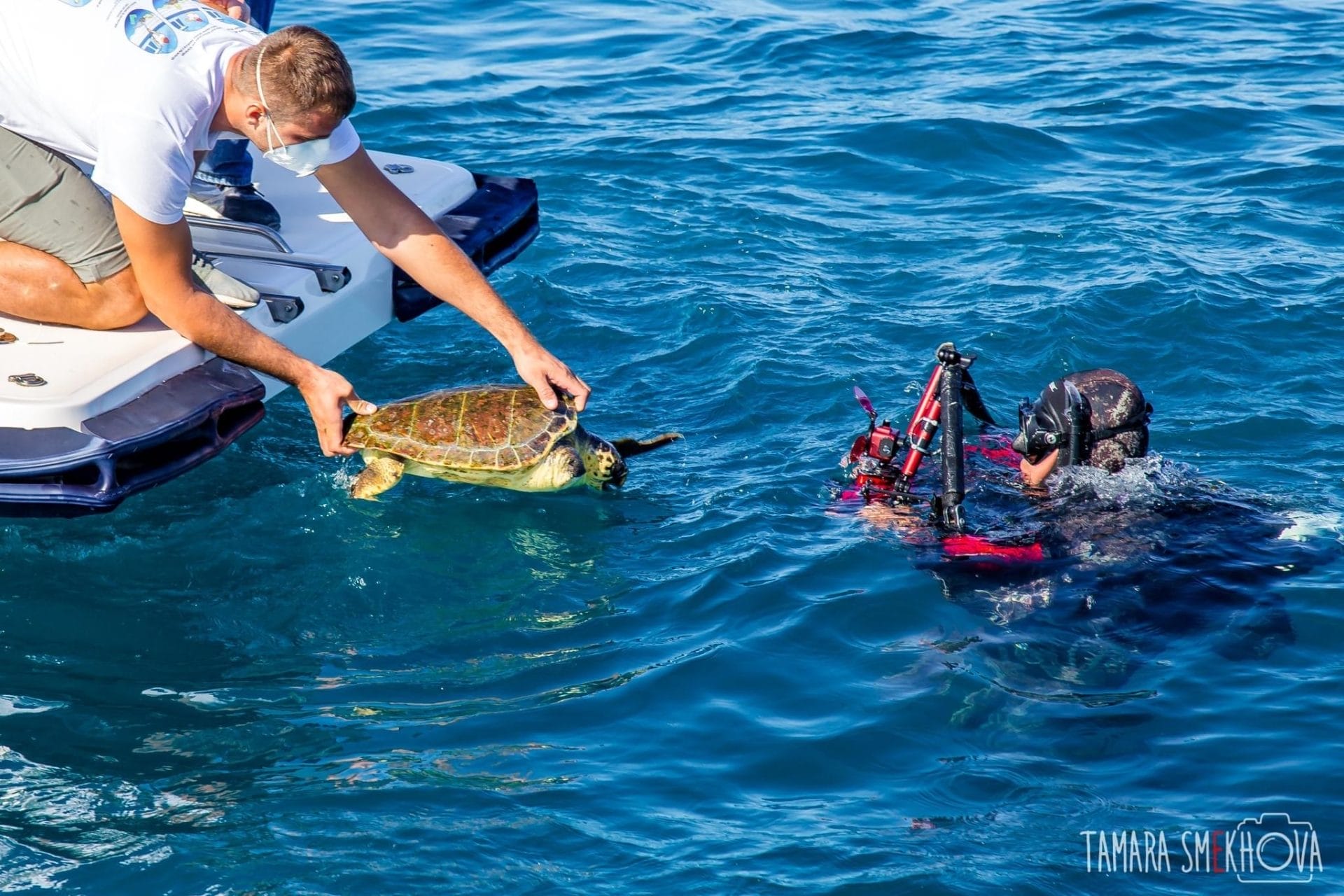 Liberata la tartaruga Erasmus