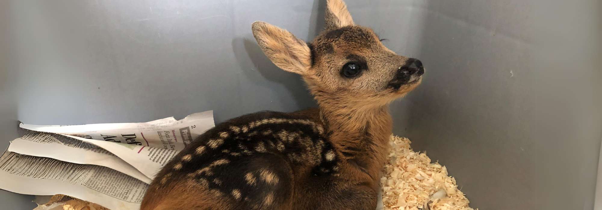 Oasi WWF e Centri di Recupero (CRAS)