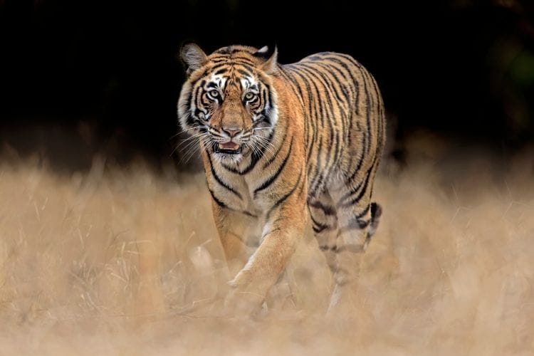 Donazione regolare Tigre