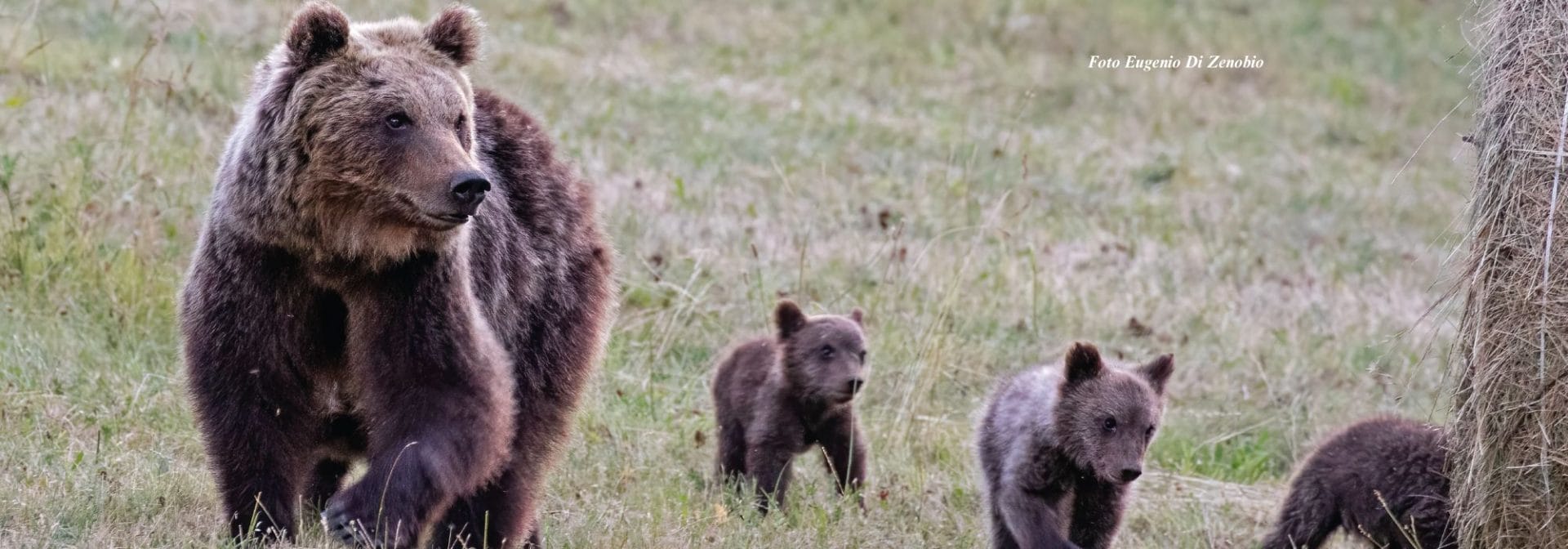 SOS Orso Bruno Marsicano