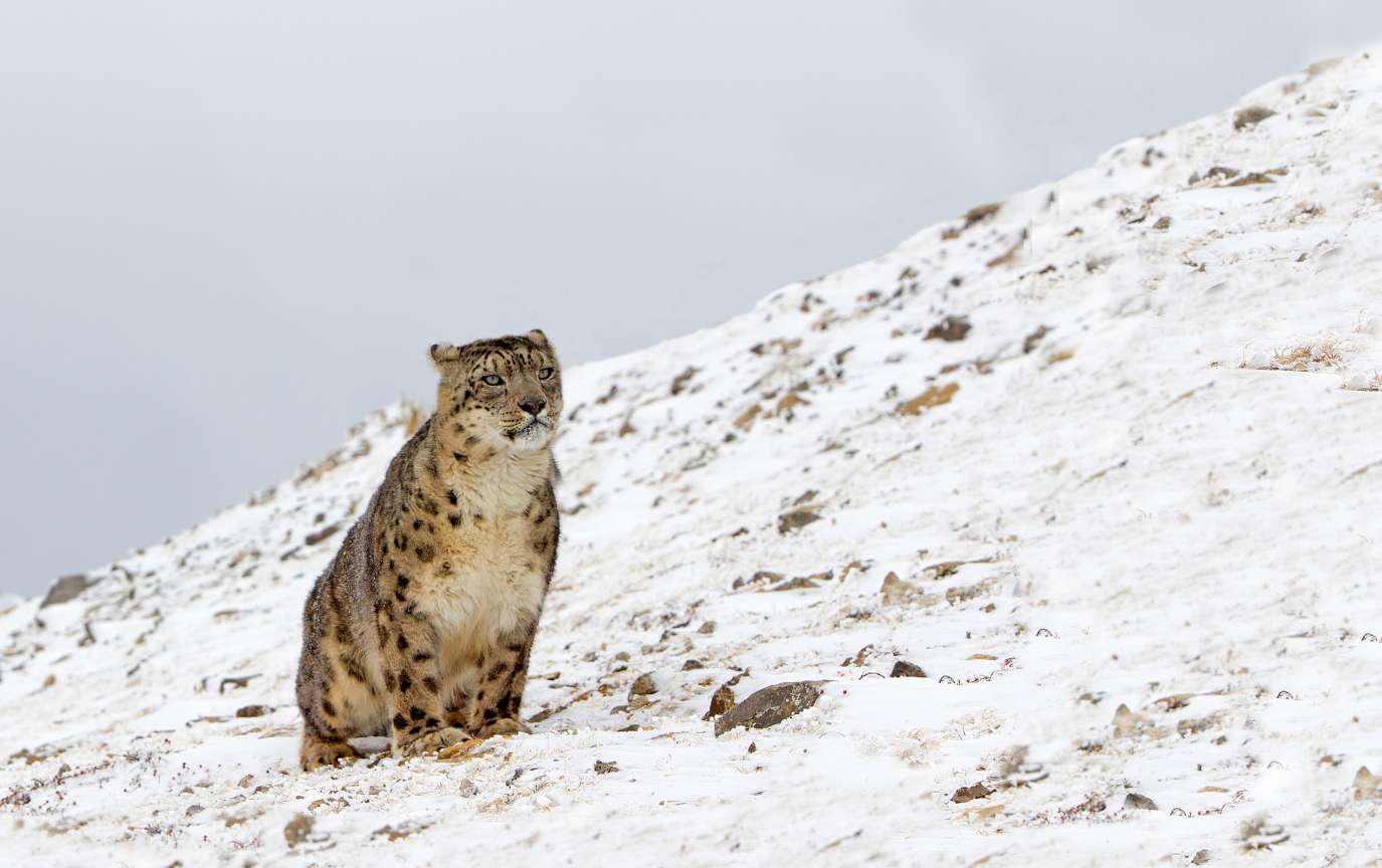 Ripristino di specie e habitat