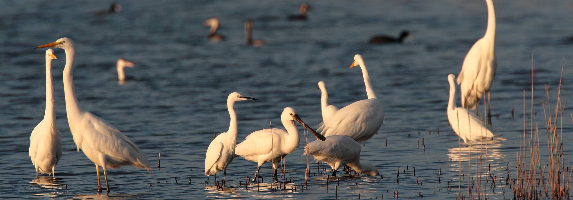 Ingresso gratuito nelle Oasi WWF