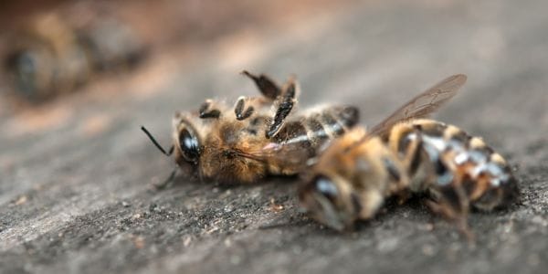 Agricoltura non sostenibile