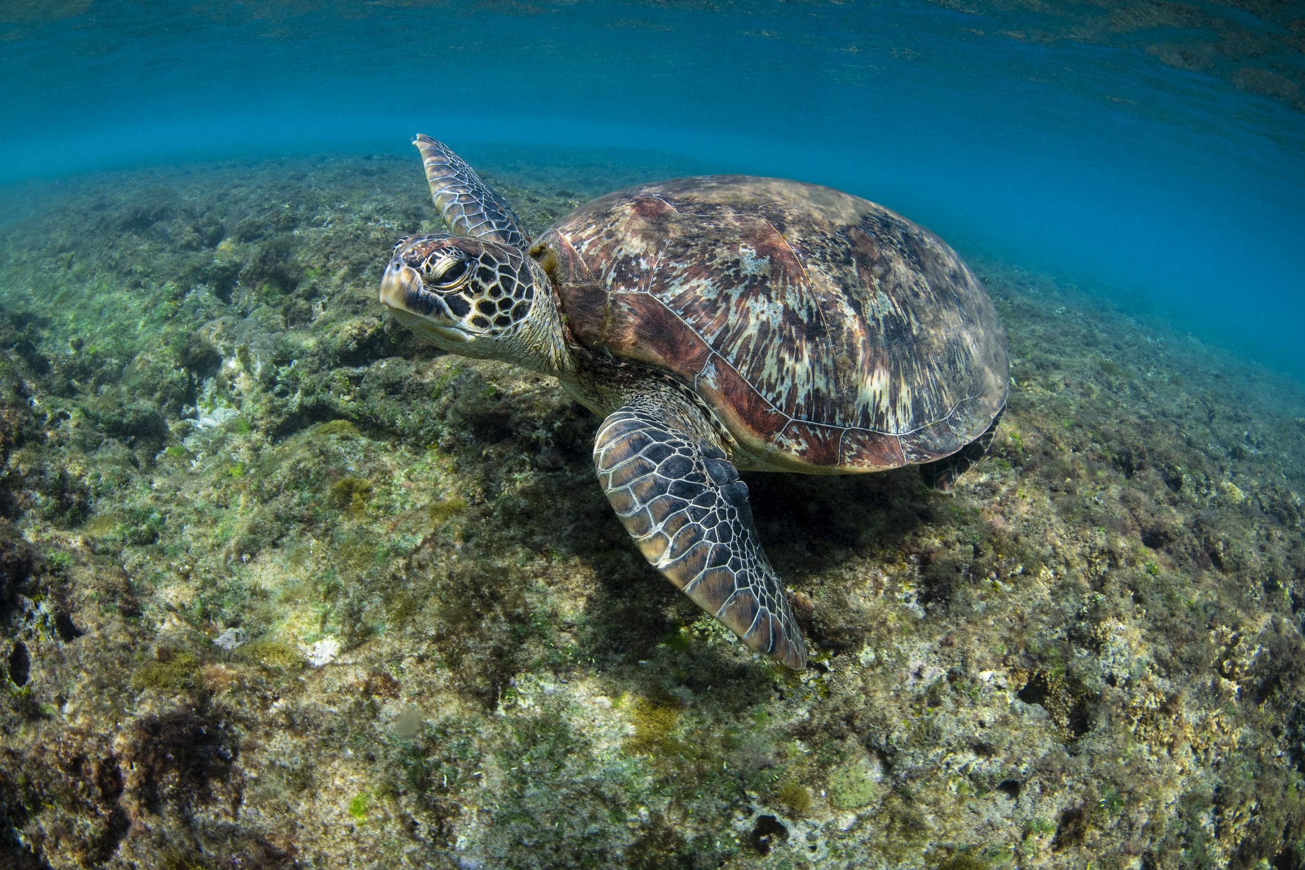 La terra si riscalda, il mare soffre