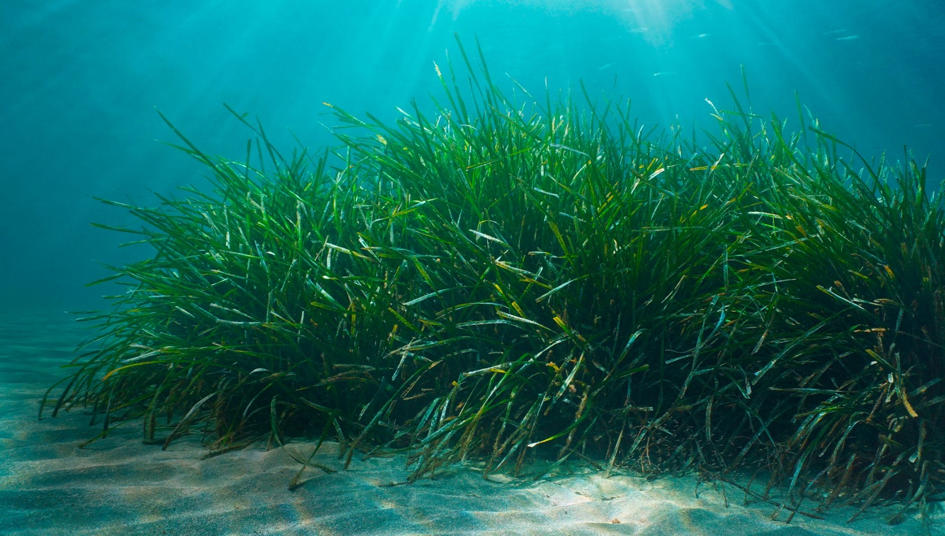 Posidonia