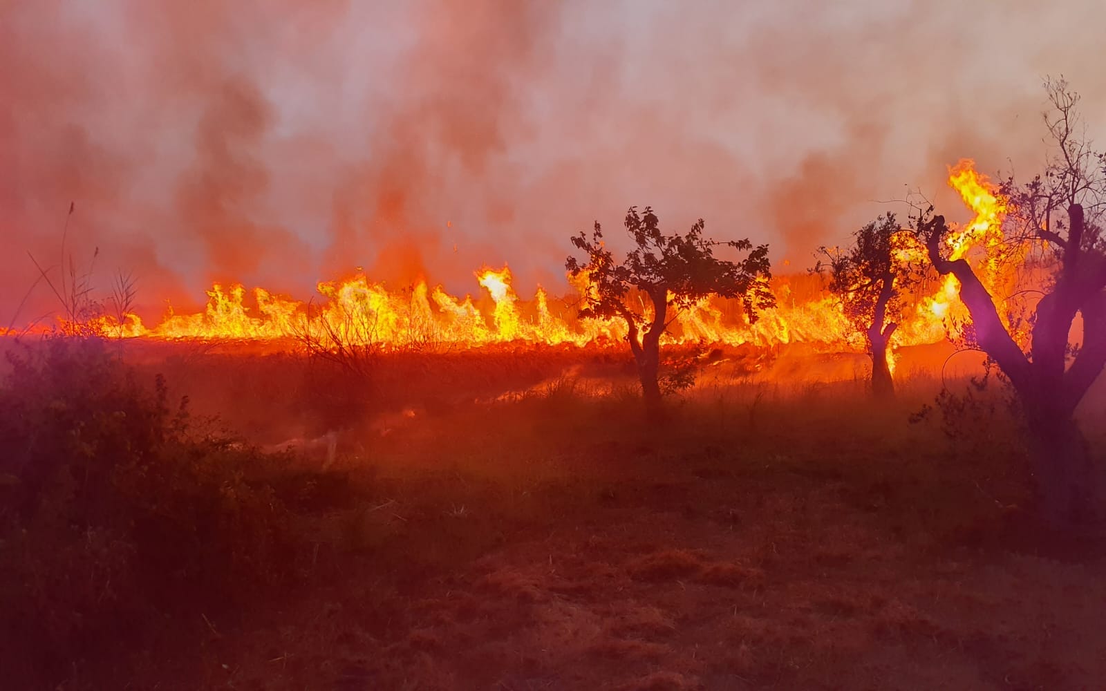 L'OASI LE CESINE IN FIAMME