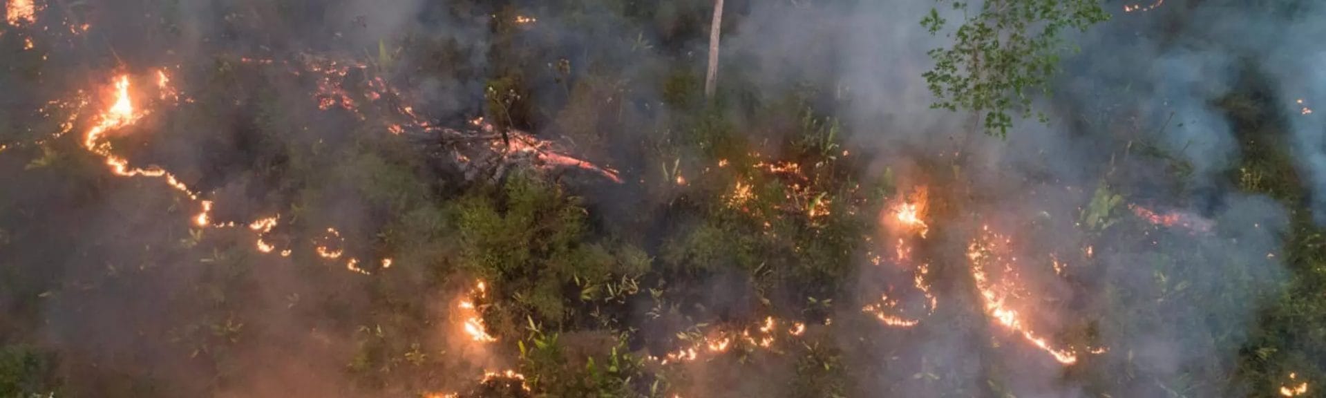 GLI INCENDI DEL 2024