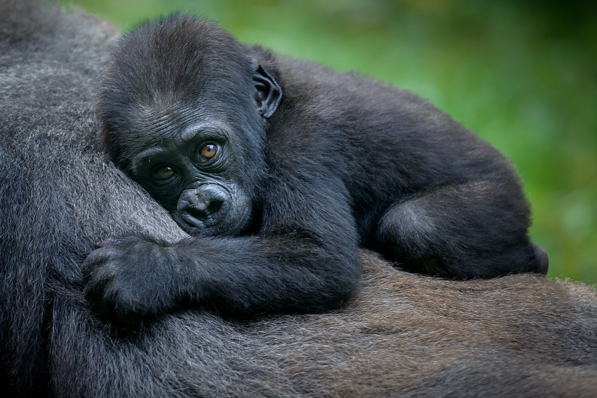 Gorilla di Montagna