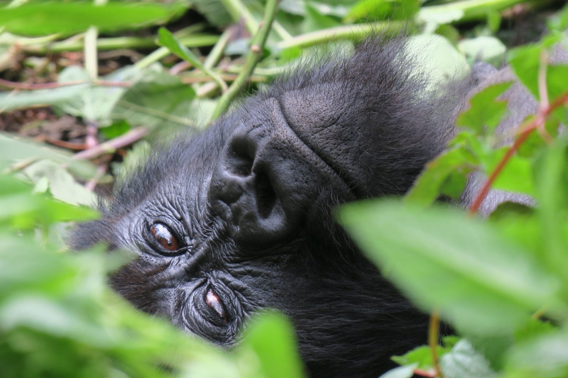 Sensibilizzazione popolazioni locali