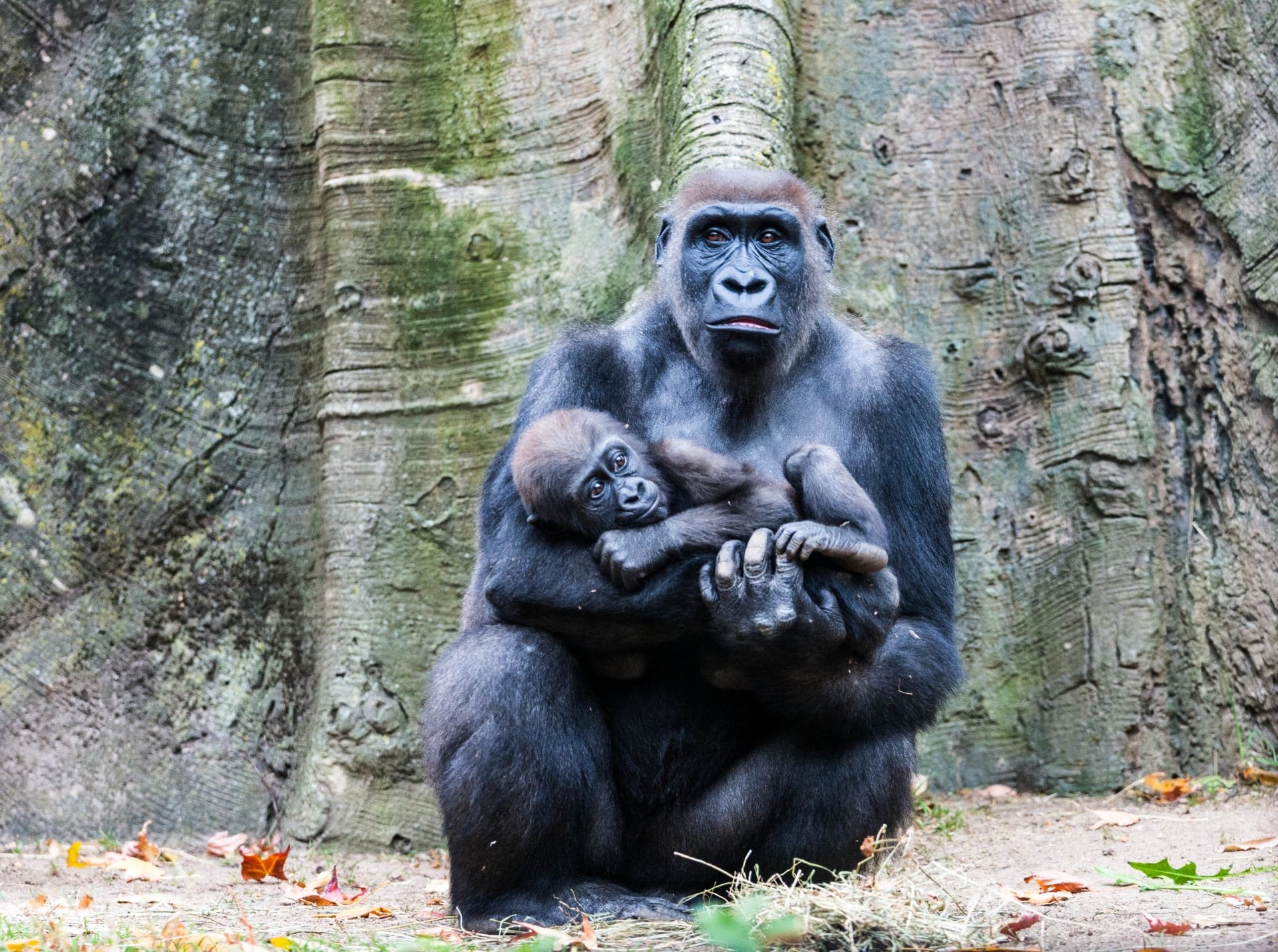 Gorilla di montanga: nuovi nati e una femmina salvata