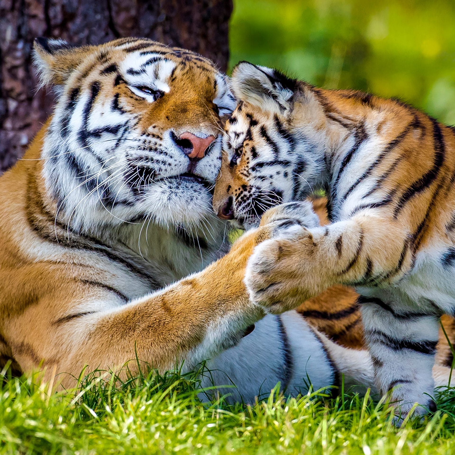 Segnali di speranza per la tigre