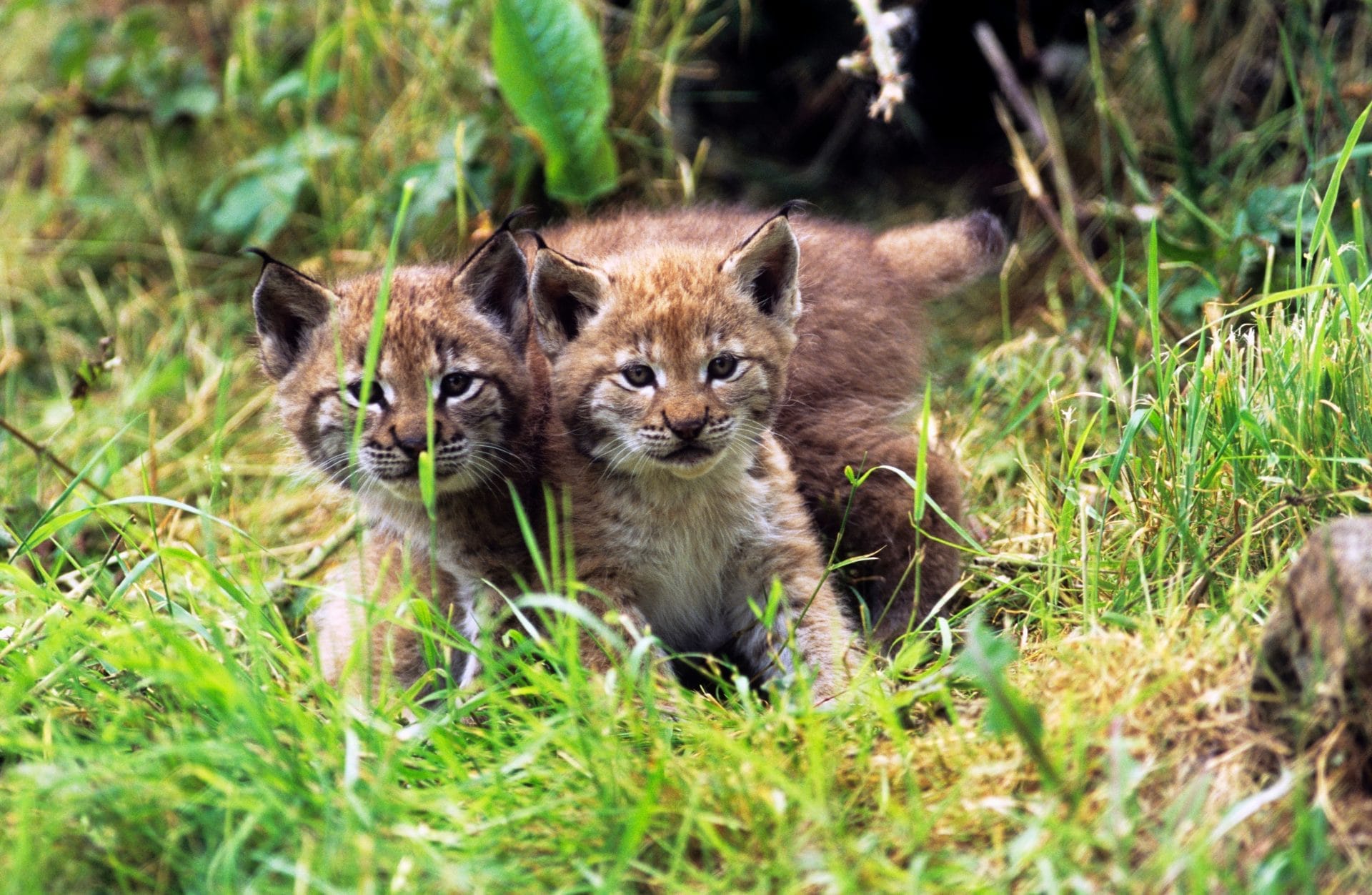 Lince: due nuovi nati