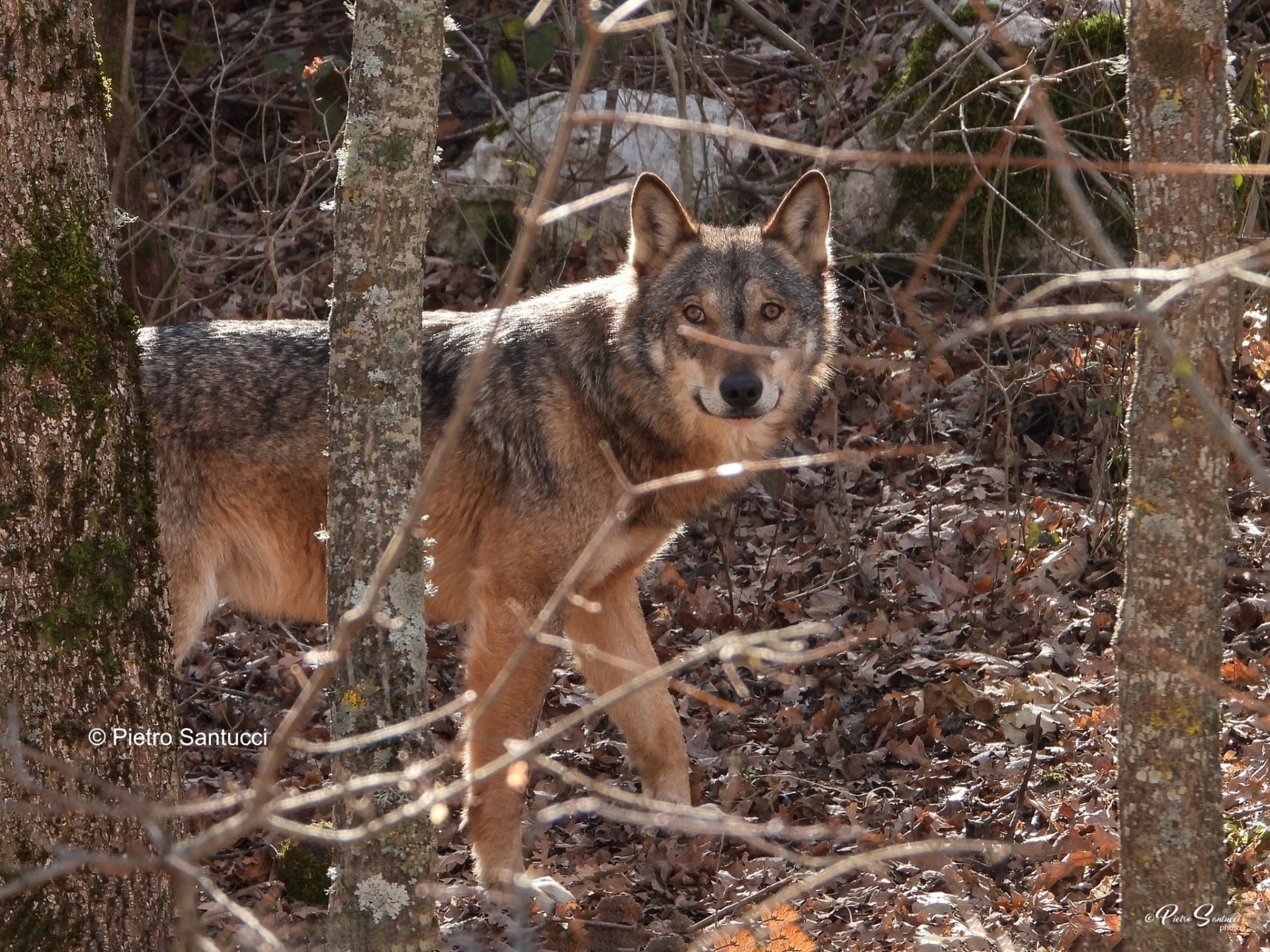 Dalla parte del lupo