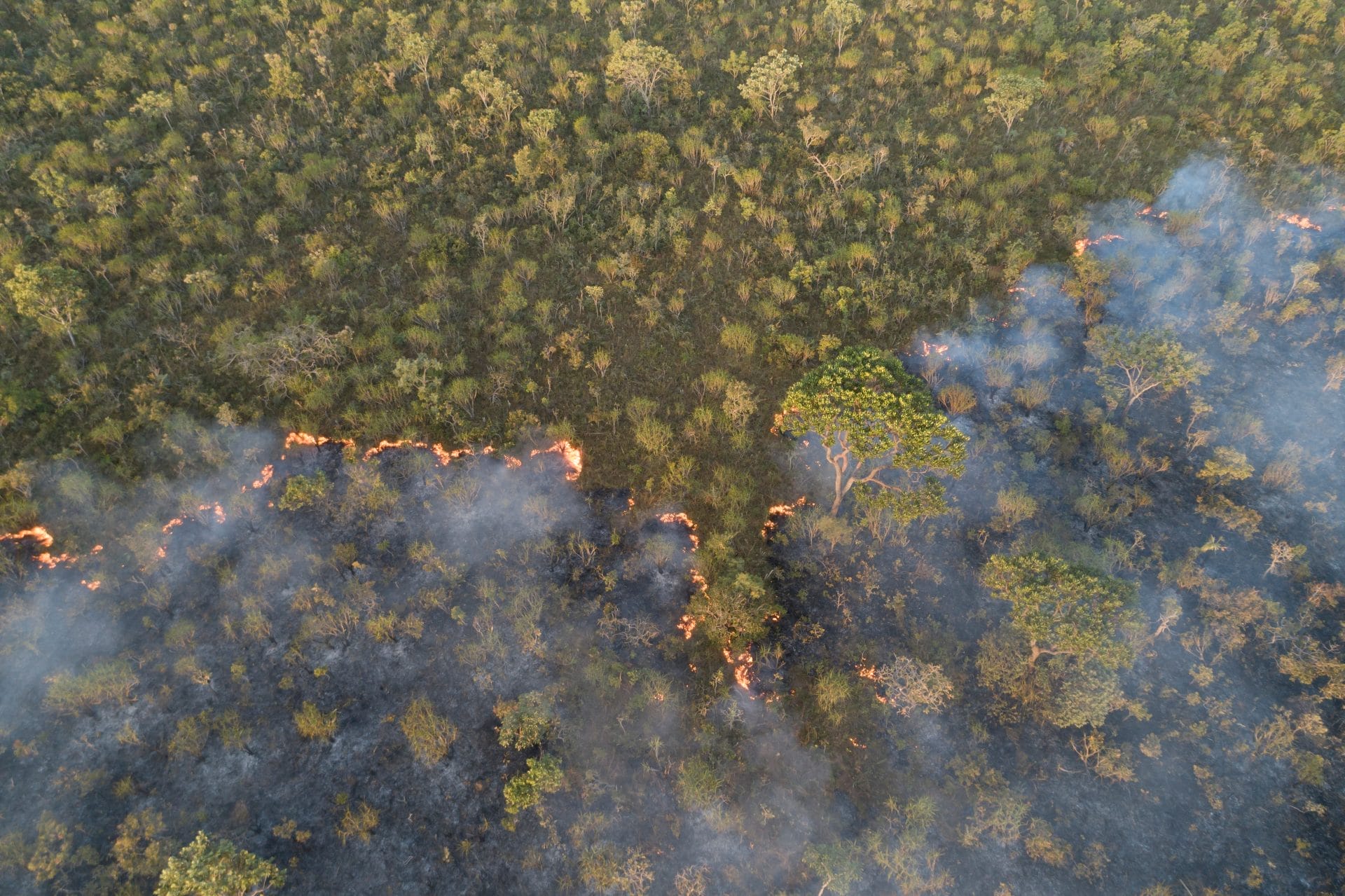 Ogni anno perdiamo 4,12 milioni di ettari di foreste 
