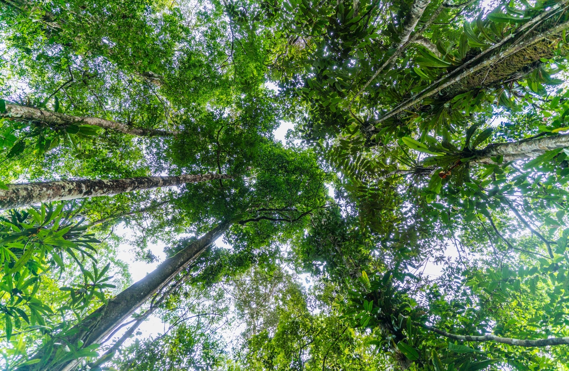Riforestazione