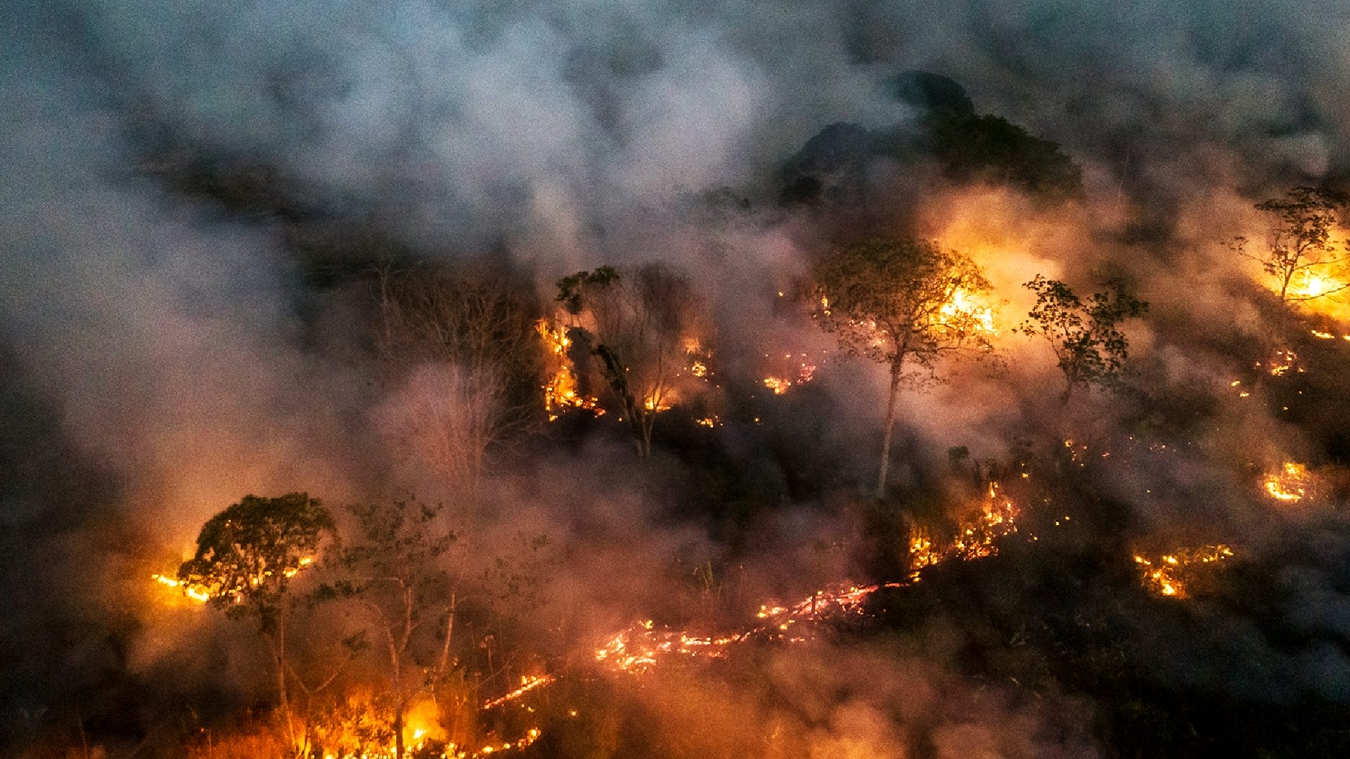 SOS AMAZZONIA