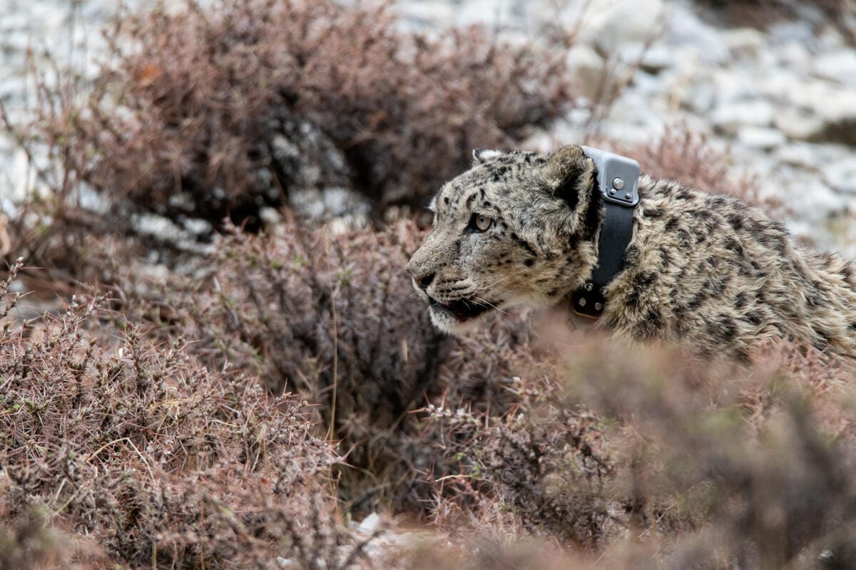 Radiocollare satellitare