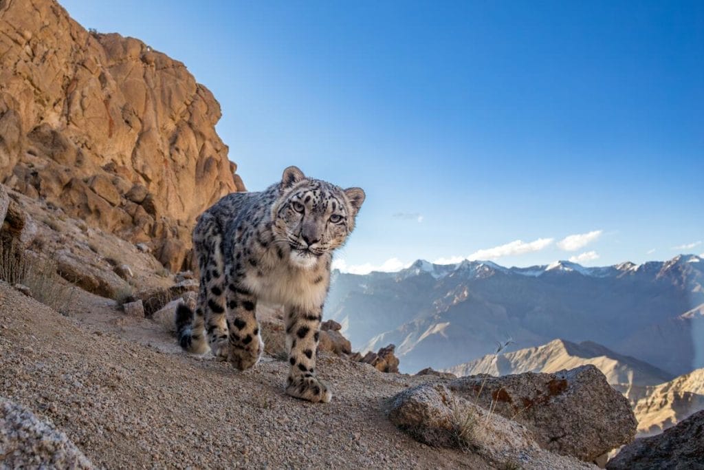 Proteggi un gregge e salvi un leopardo