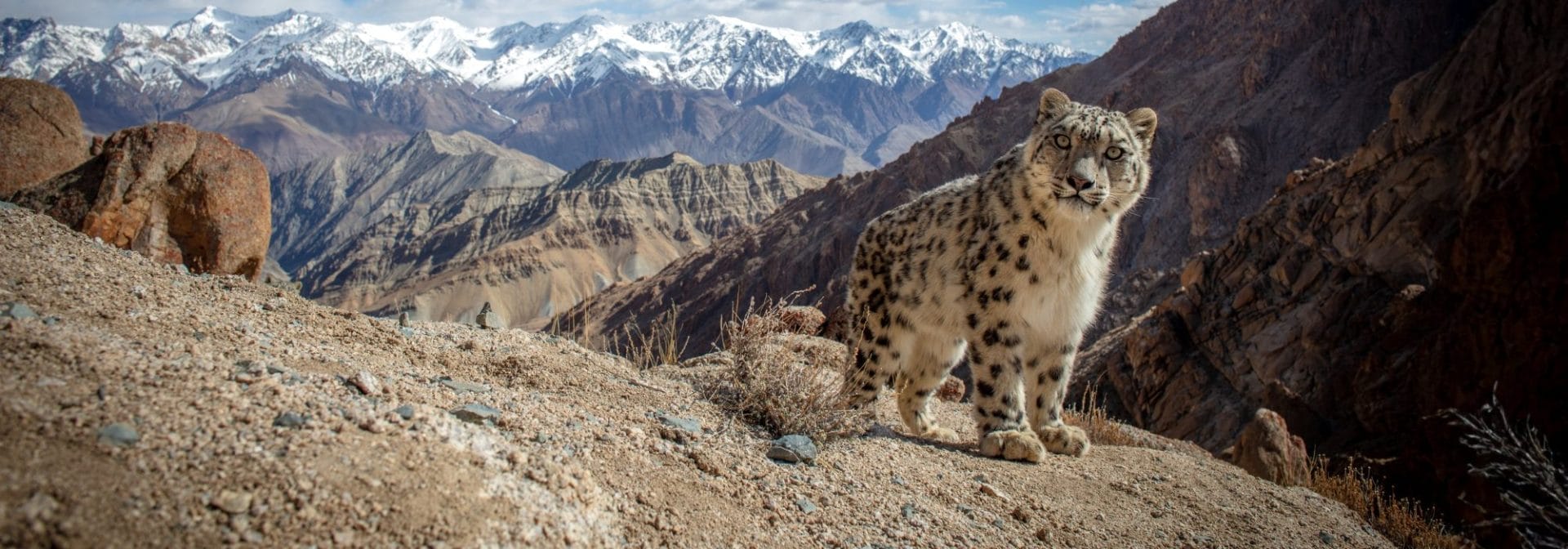 Proteggi il suo ultimo rifugio
