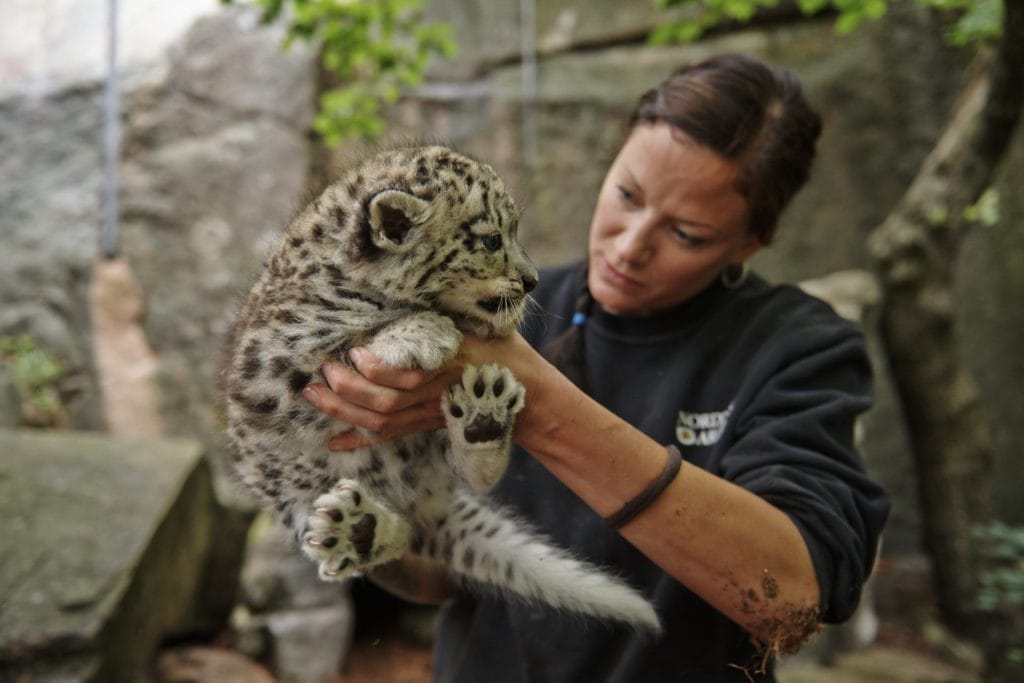Costruiamo la pace tra l&rsquo;uomo e il Leopardo