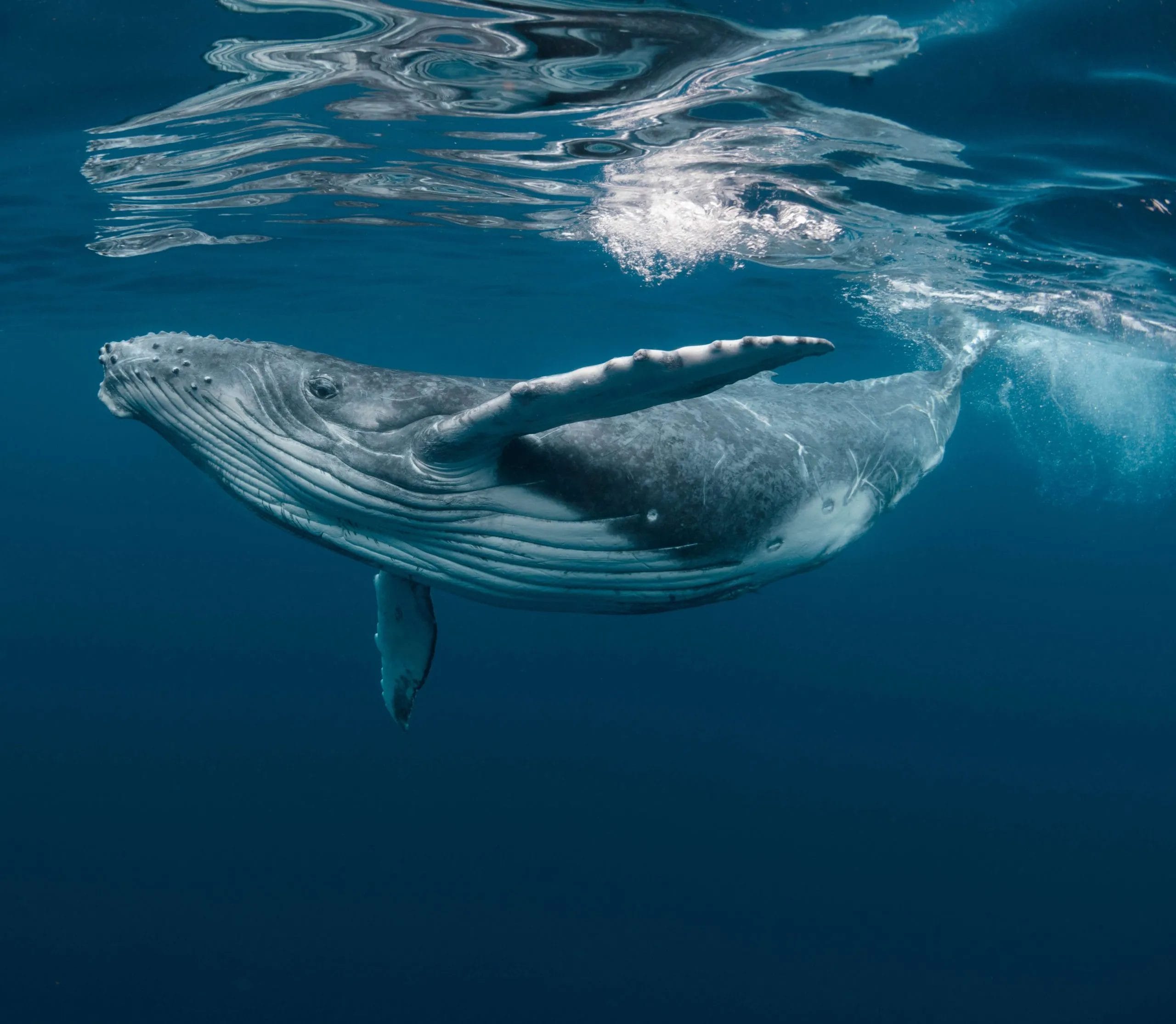 Adotta <br />una balena