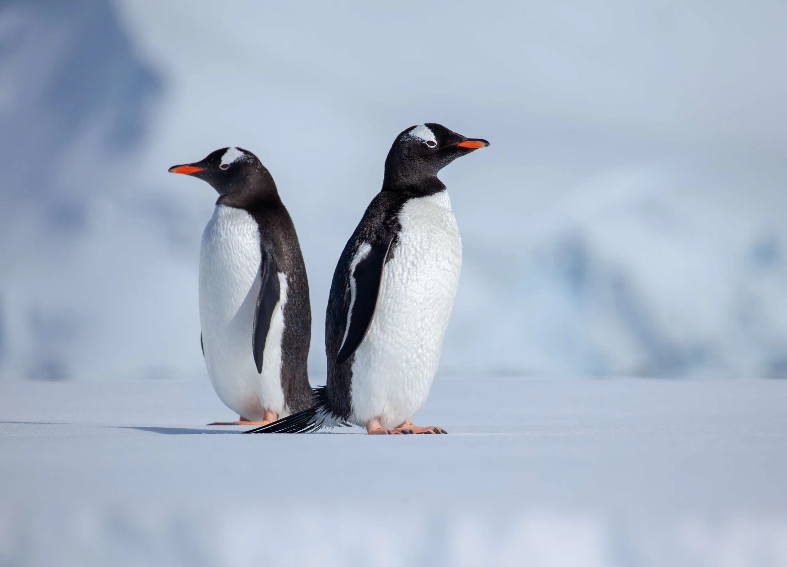 Adotta <br />un pinguino