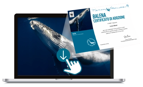 Welcome Kit Digitale
