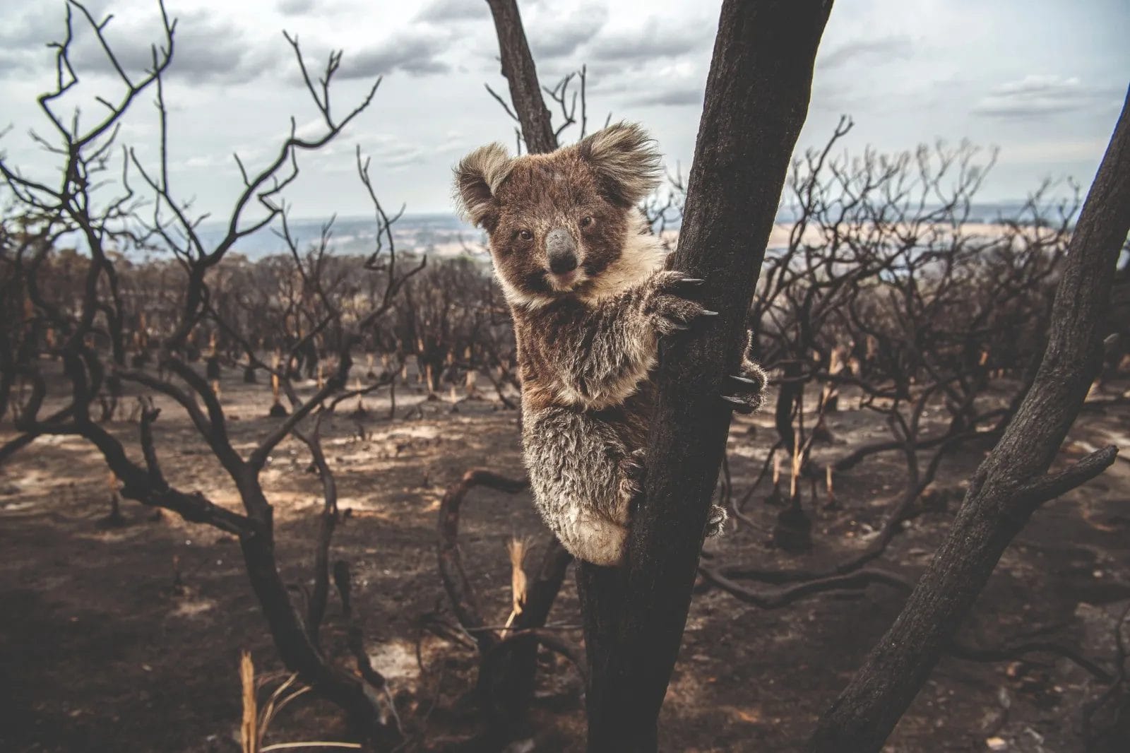 Non sa dove andare. <br/>Aiutalo.