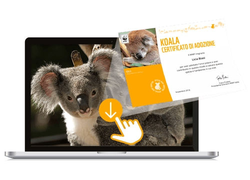 Welcome Kit Digitale