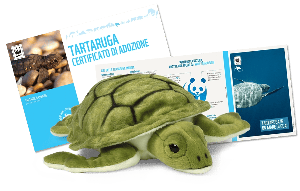 Welcome Kit con Peluche
