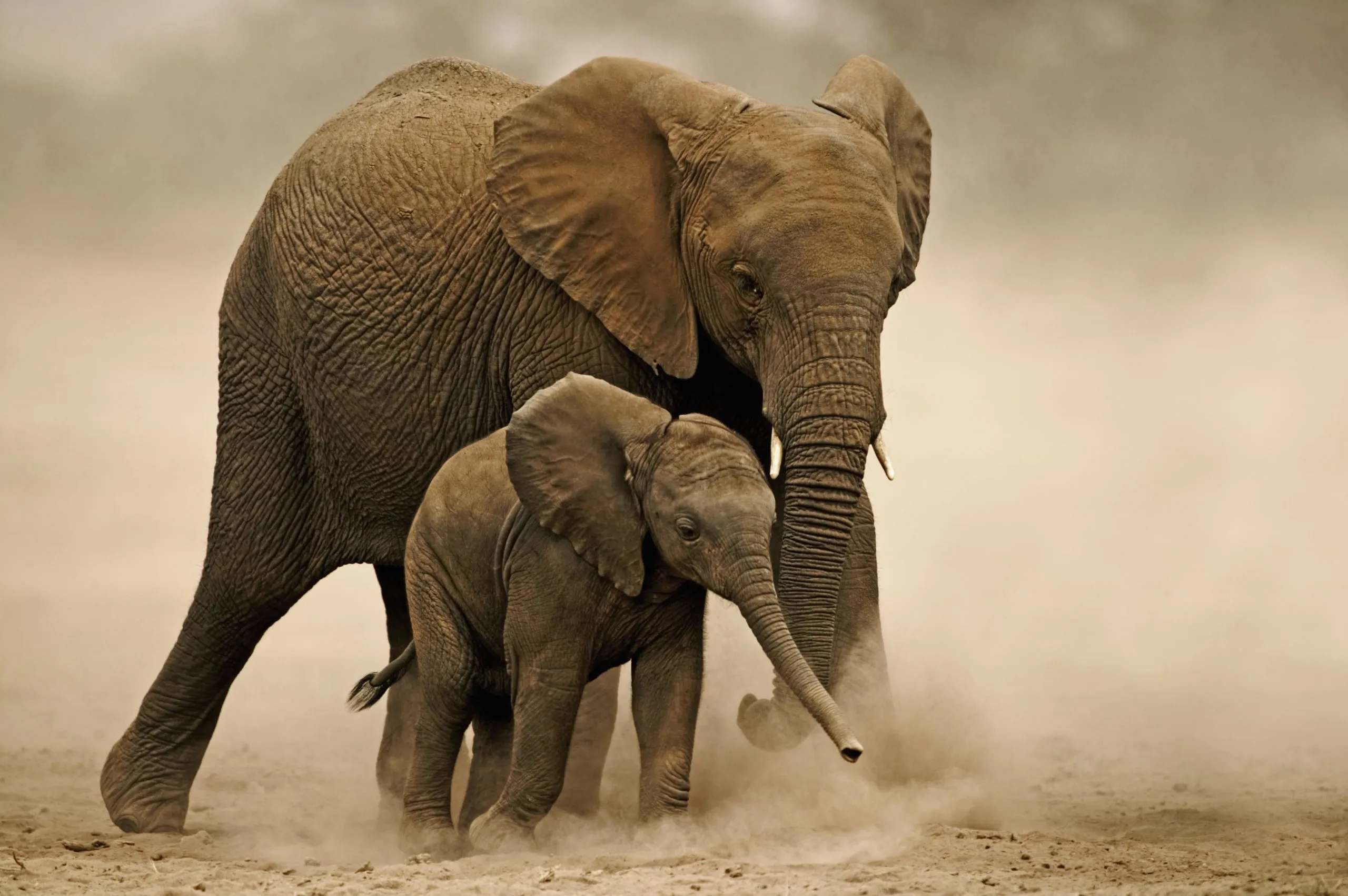 Adotta<br/> un elefante