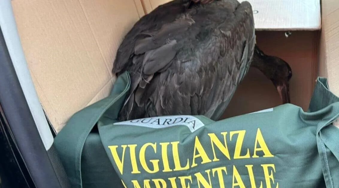 Una cicogna nera ferita da arma da fuoco