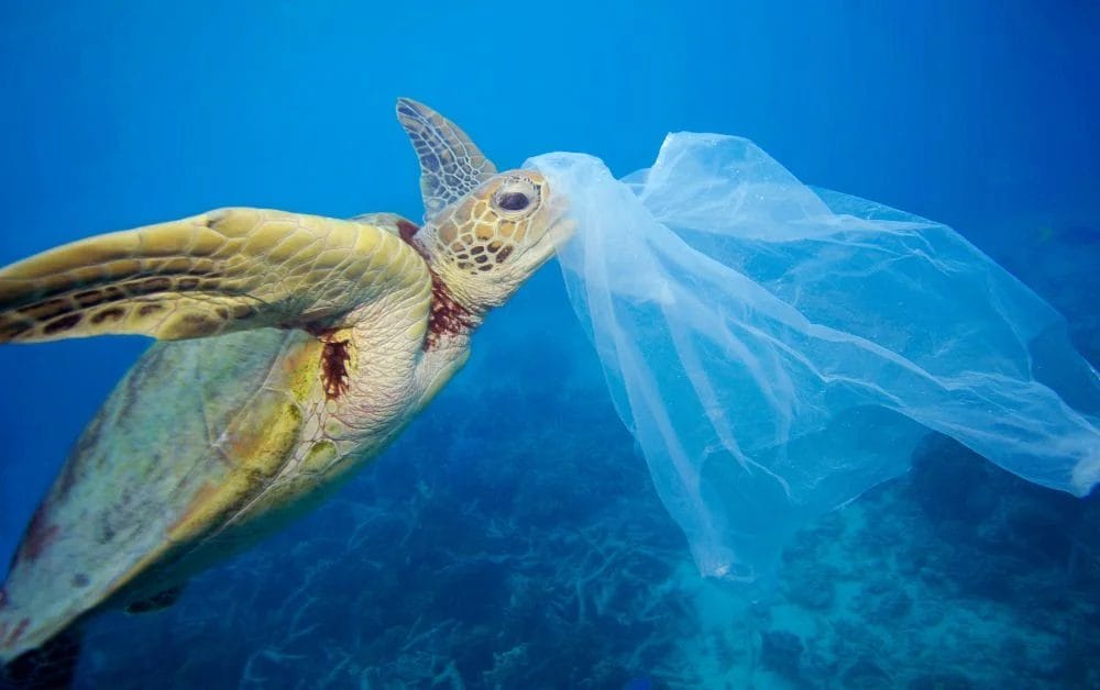 Inquinamento da plastica