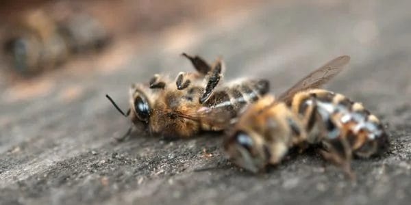 Non &egrave; un mondo per le api