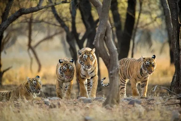 Our Nature